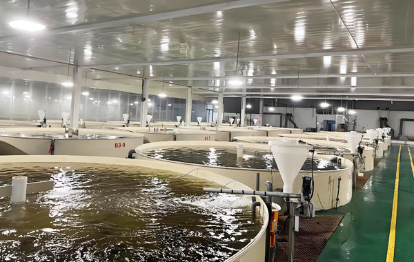 工廠化循環(huán)水養(yǎng)殖:引領(lǐng)漁業(yè)生產(chǎn)邁向可持續(xù)新時代